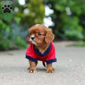 George, Cavalier King Charles Mix Puppy